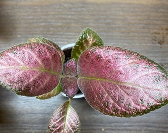 Episcia Carolina’s Plum Silly /Gesneriad/ African Violet 2”pot