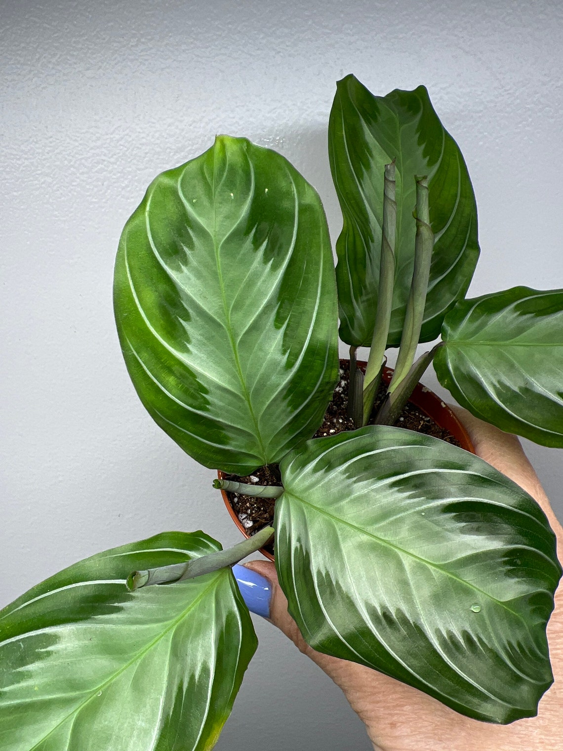 Maranta Silver Band Care