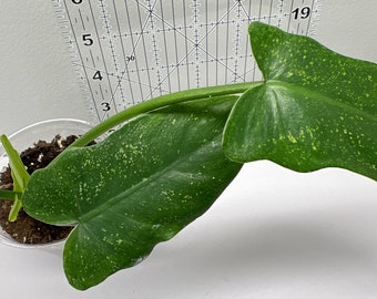 Philodendron  Minarum  Lime Fiddle