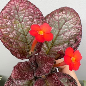 Episcia Sea Foam / Gesneriad/ African Violet 2”pot