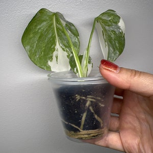 Monstera Albo Variegated image 4