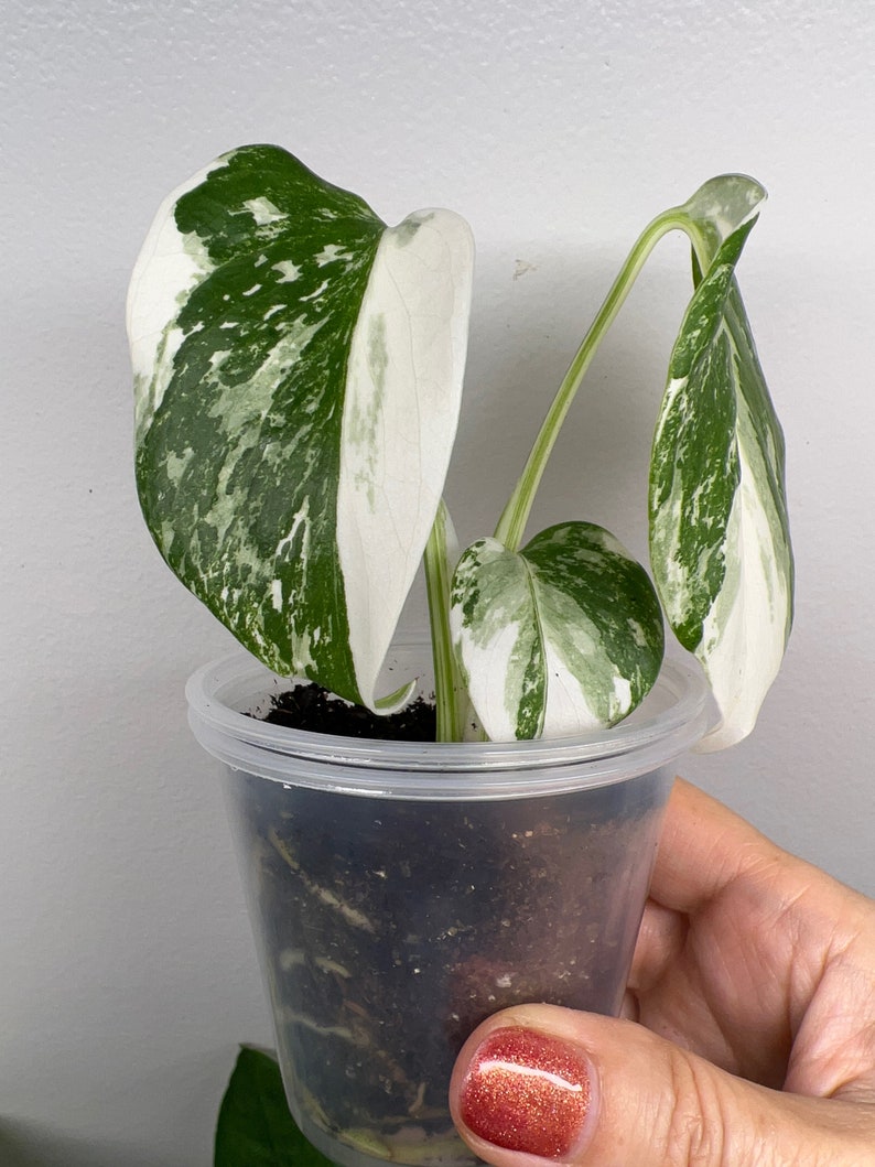 Monstera Albo Variegated image 6