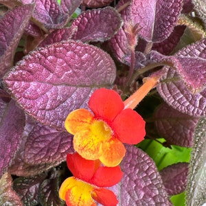 Episcia  Show Time Gesneriads African Violet  2” Pot