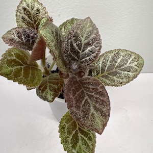 Episcia &#39;Sparkle Plenty&#39;
