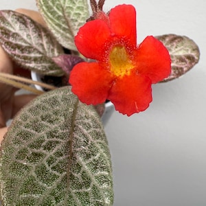 Episcia KsP- Vitalina /Gesneriad/ African Violet 2”pot