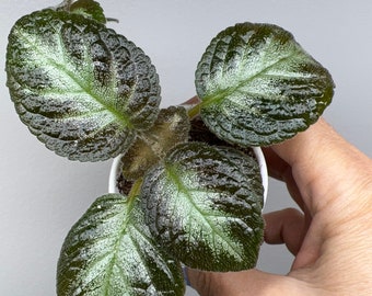 Episcia Inessa / Gesneriad/ African Violets/ 2”Pot