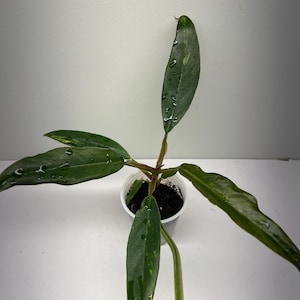 Philodendron Caramel  Marble 2”pot