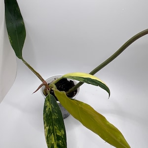 Philodendron Caramel Marble 2”pot