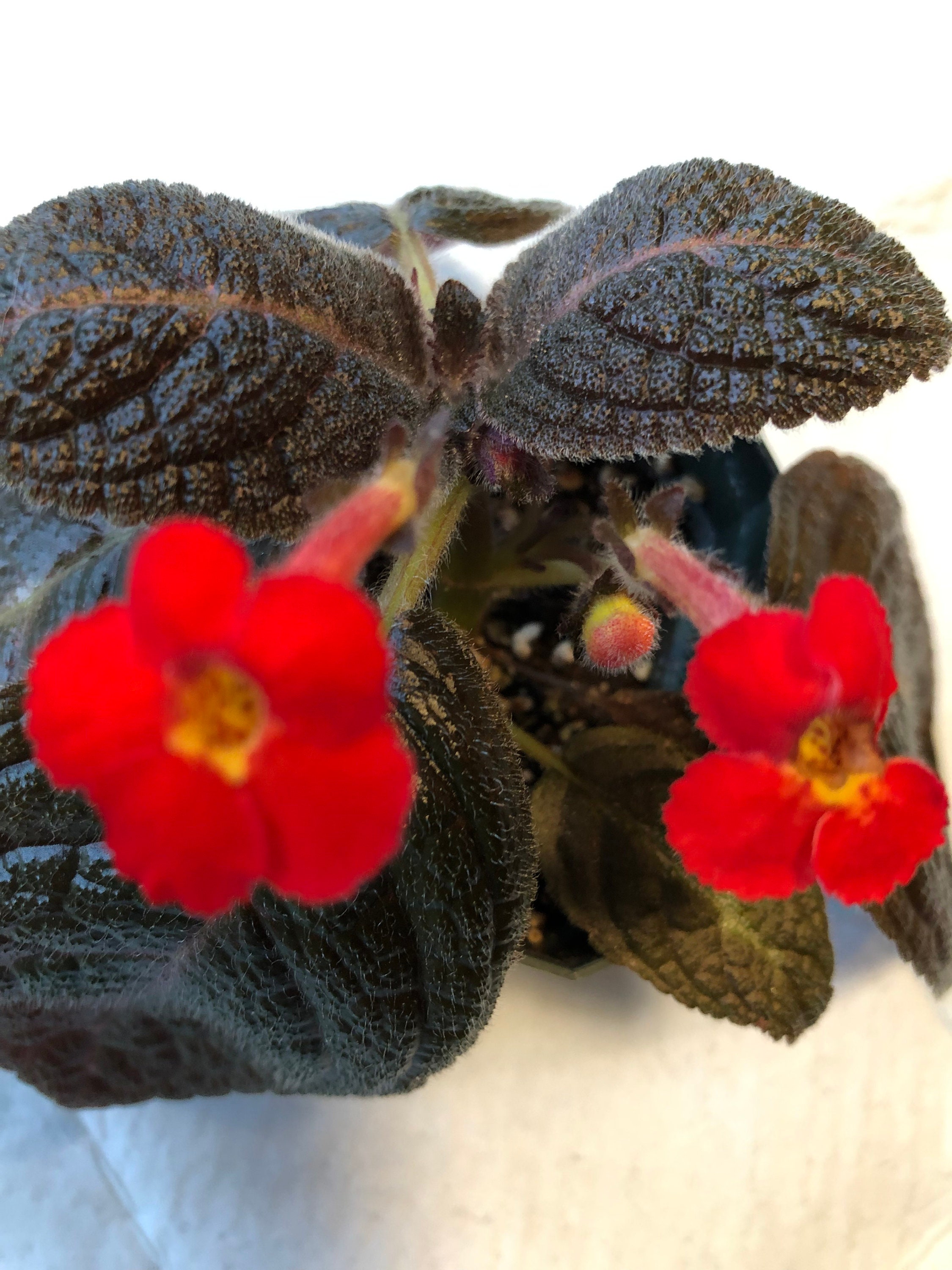 Episcia Raspberry Blush / Gesneriad / African Violet 2" Pot