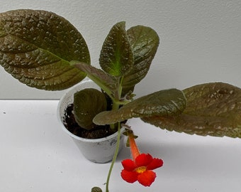 Episcia - Belize / Gesneriads/African Violet 2” Pot