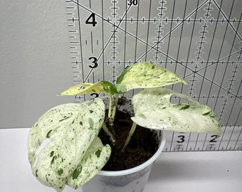 Epipremnum pinnatum Marble 2”pot