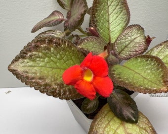 Episcia Jim’s Mystery 2”pot