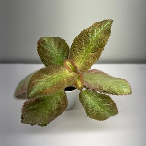 Episcia Picasso /Pink color blooms /2”Pot