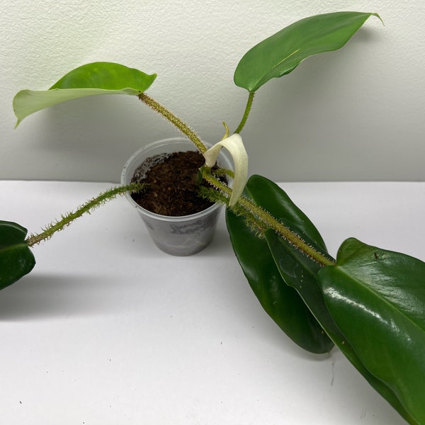 Philodendron Squamiferum 3”pot