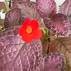 Episcia Charm 2”Pot