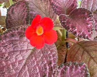 Episcia Charm 2”Pot