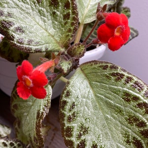 May include: A houseplant with green leaves with dark brown spots and two bright red flowers.