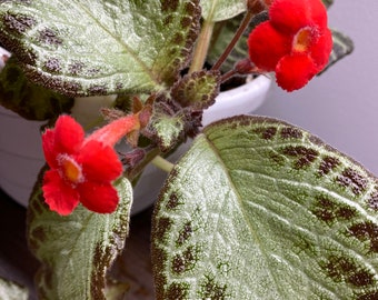 Episcia - Cupreata / Gesneriads/African Violet 2” Pot