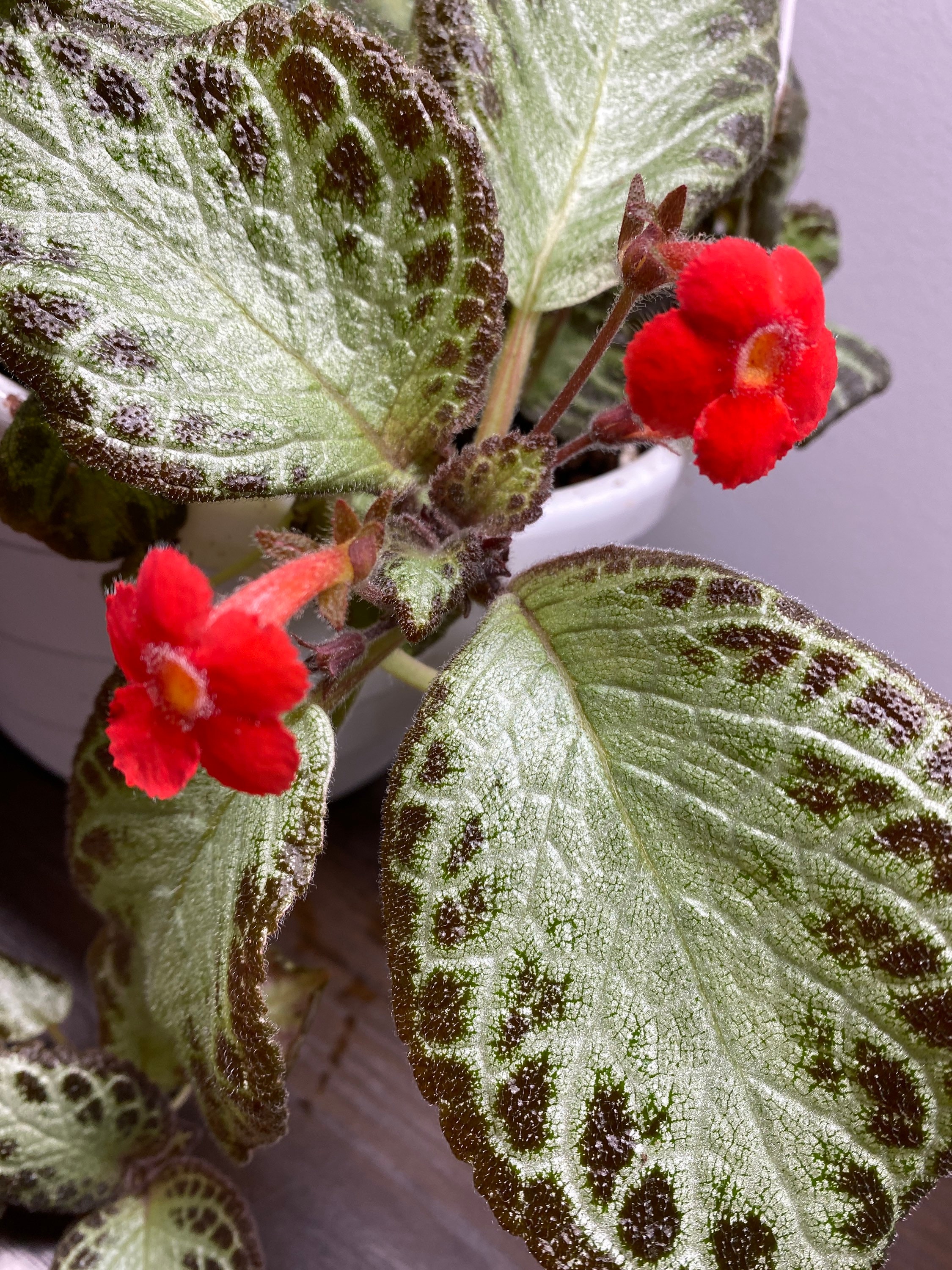 Episcia - Cupreata / Gesneriads/African Violet 2” Pot