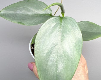 Philodendron Hastatum 3”Pot