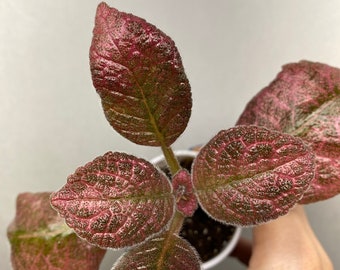 Episcia Jim’s Moonrock ( Bodnar) 2”pot