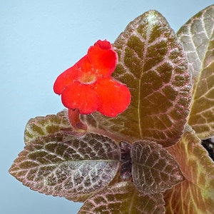 Episcia Kristina K / Gesneriad / African Violet 2”pot
