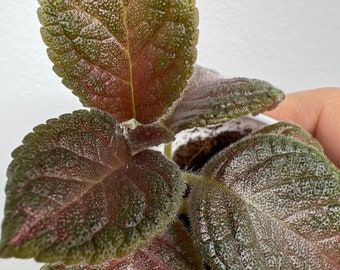 Episcia Colibri  /Gesneriad / African Violet 2”pot