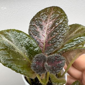 Episcia  Volosy Veroniki /Gesneriads /African Violet  2” Pot