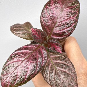 New Episcia    KsP-Cupidon                            (Piskovets)
