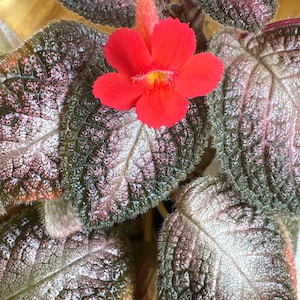 Episcia Northern Light / Gesneriad / African Violet 2”pot