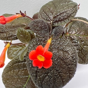 Episcia  IT-Chernaya Koroleva (Black Queen)  Red color blooming. 2”Pot medium size