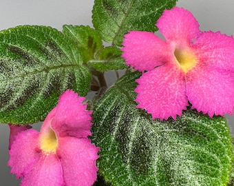 Episcia Harmony’s Slinky Pink /African Violets/ Gesneriad/ 2”Pot