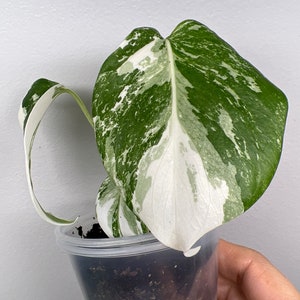 Monstera Albo Variegated image 1