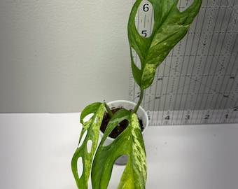 Monstera Adansonii Indo plant 2”pot