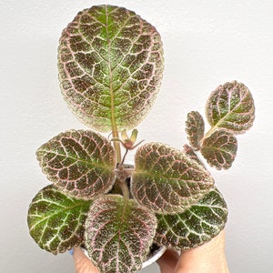 Episcia Aloha Mauna Loa                     (V. Parsons)     Red color blooms 2”pot