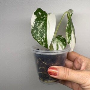 Monstera Albo Variegated image 3