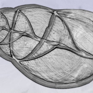 Conchiglia di precisione della natura: "Achatina", la lumaca di terra gigante Radiografia in 3D per intaglio CNC: scopri la bellezza dell'arte di Fibonacci in ogni curva!