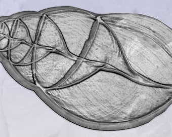 Achatina Schneckenhaus Röntgen 3D Modell: CNC Schnitzerei (STL File)