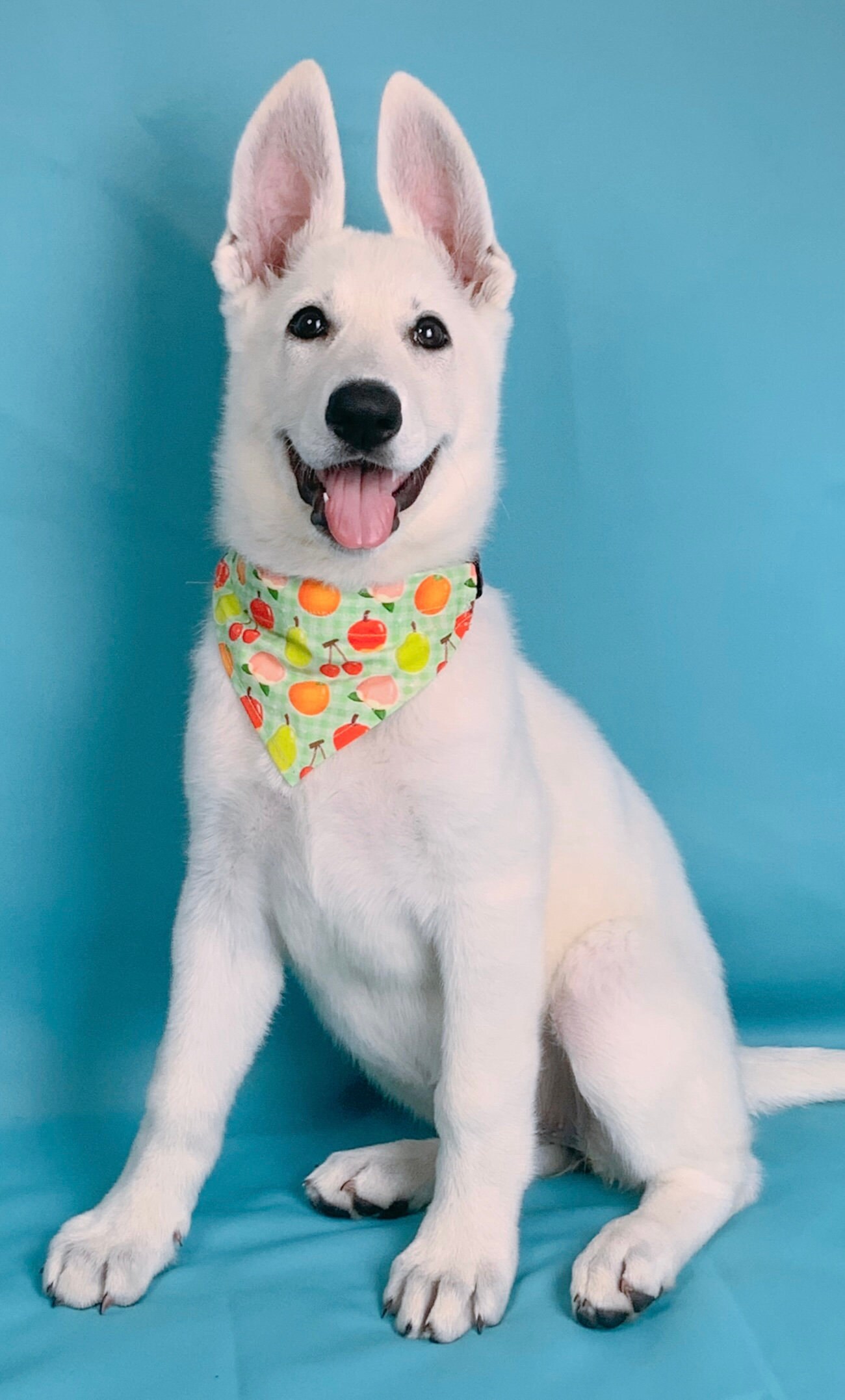 Animal Crossing Inspirierte Insel Früchte Hunde Bandana 100 Etsy