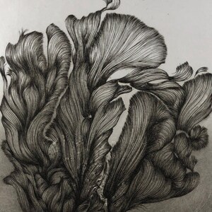 Dibujo original de una planta realizado a partir de un grabado en cobre, estampa impresa a mano en prensa calcográfica