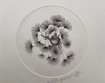 Original illustration of a dandelion seed made from a copper engraving, printed by hand on an intaglio press