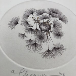 Original illustration of a dandelion seed made from a copper engraving, printed by hand on an intaglio press image 4