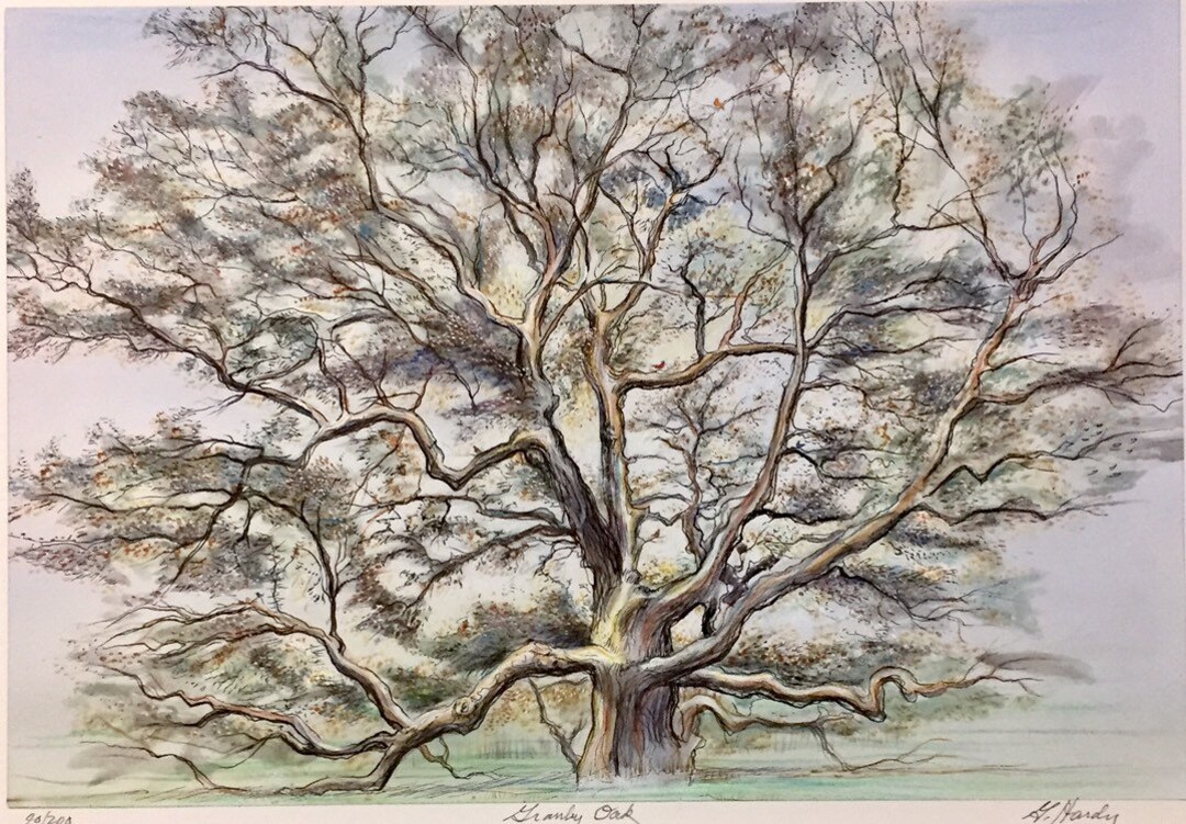 Granby Oak, Oldest Tree in New England, on Day Street in Granby