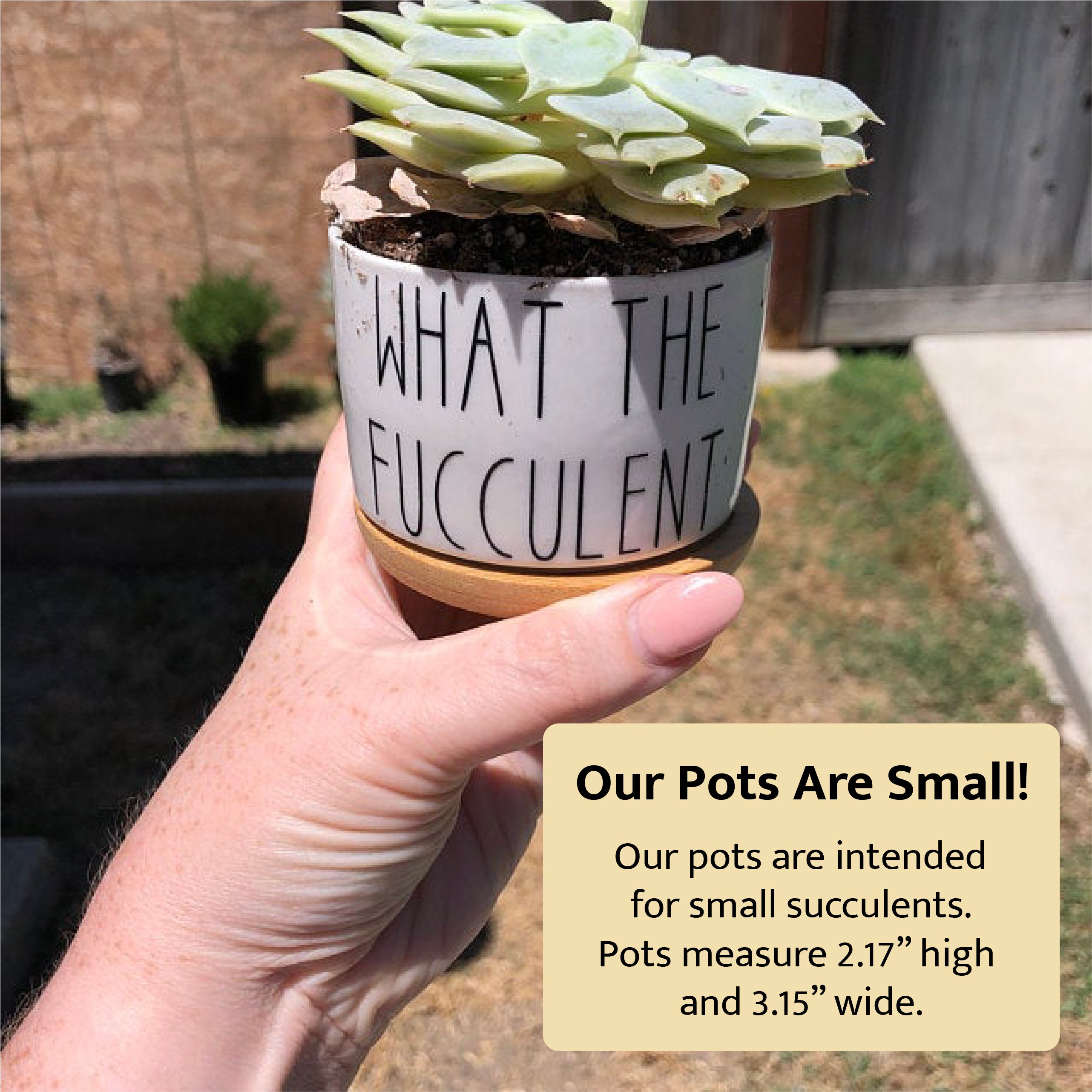 B*tches Succulent Planters, 3 Pack Funny Plant Pots, Mini 2inch Pot ...