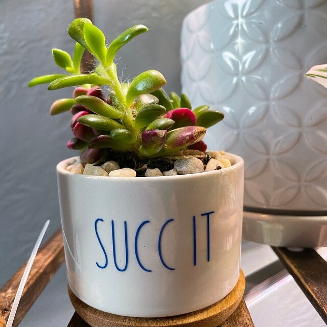 Funny Succulent Pots, Small Plant Pot With Bamboo Tray, Cute Coworker ...
