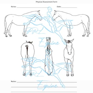 Carrosserievorm paard