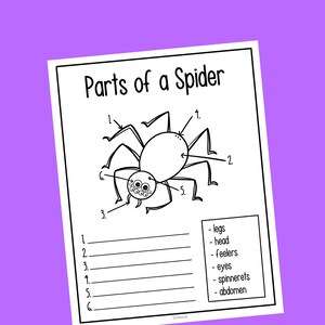 Parts of a spider worksheet printable Halloween activity