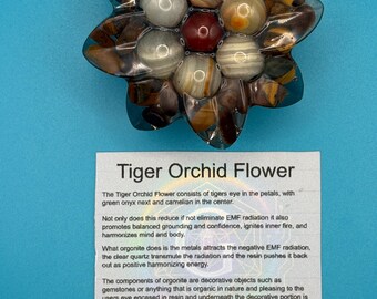 Tiger Orchid Flower