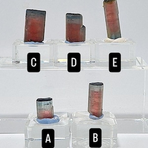 May include: Five tourmaline crystals in shades of red, blue, and green are displayed on clear acrylic stands. Each crystal has a unique shape and colour gradient, with dark tips and lighter bases. The crystals are labelled A through E.