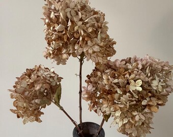 3 Long Stem Dried Hydrangea Flowers, Real Hydrangea, Beige Rustic Floral Decor, Eco Friendly Decor